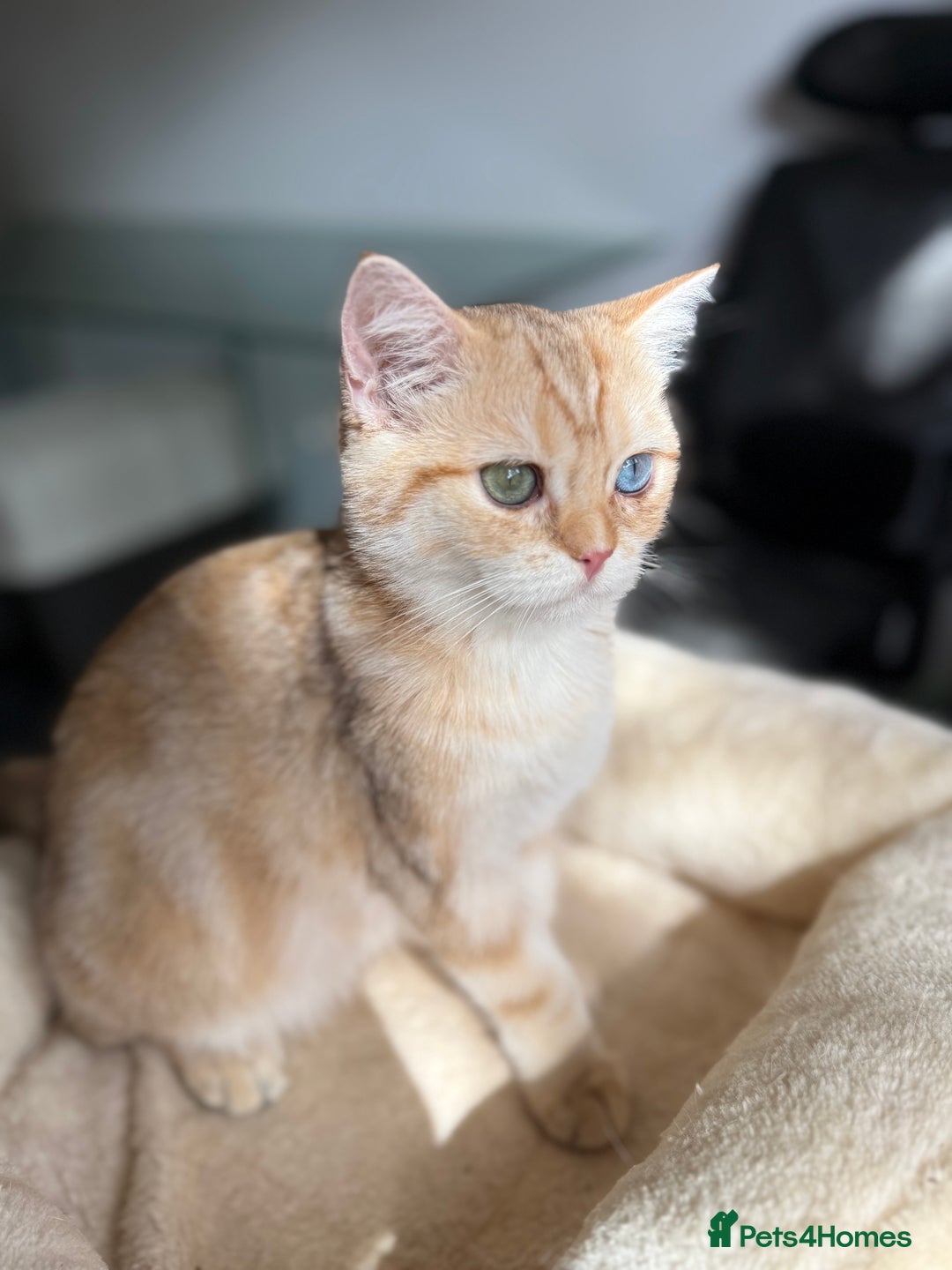 British Shorthair cats for sale: GCCF reg BSH Chocolate Golden Odd Eyes Last Male in London - Image 40
