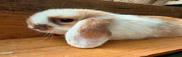 Mini Lop rabbits for sale: MINI LOP BUNNIES - PEDIGREE  in Ilminster - Advert 20