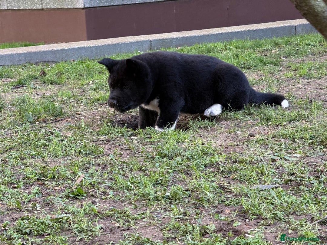 Akita dogs for sale: American Akita puppies - Advert 14