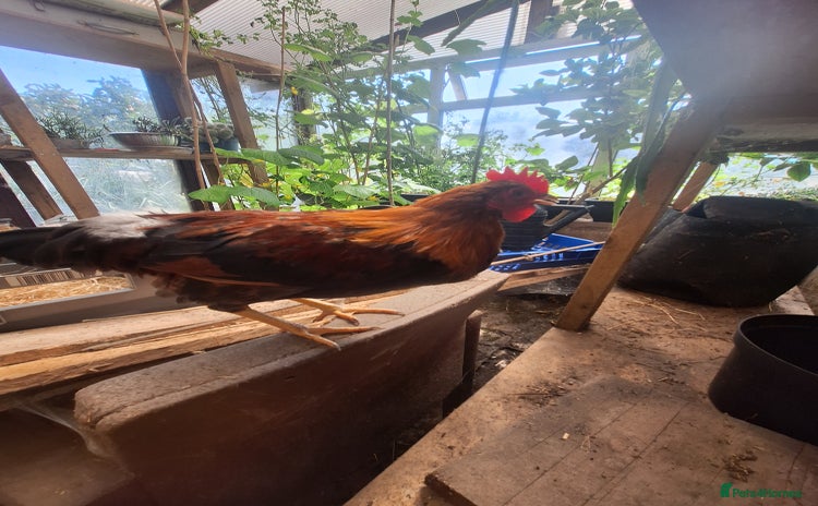 Chickens poultry - Advert 5