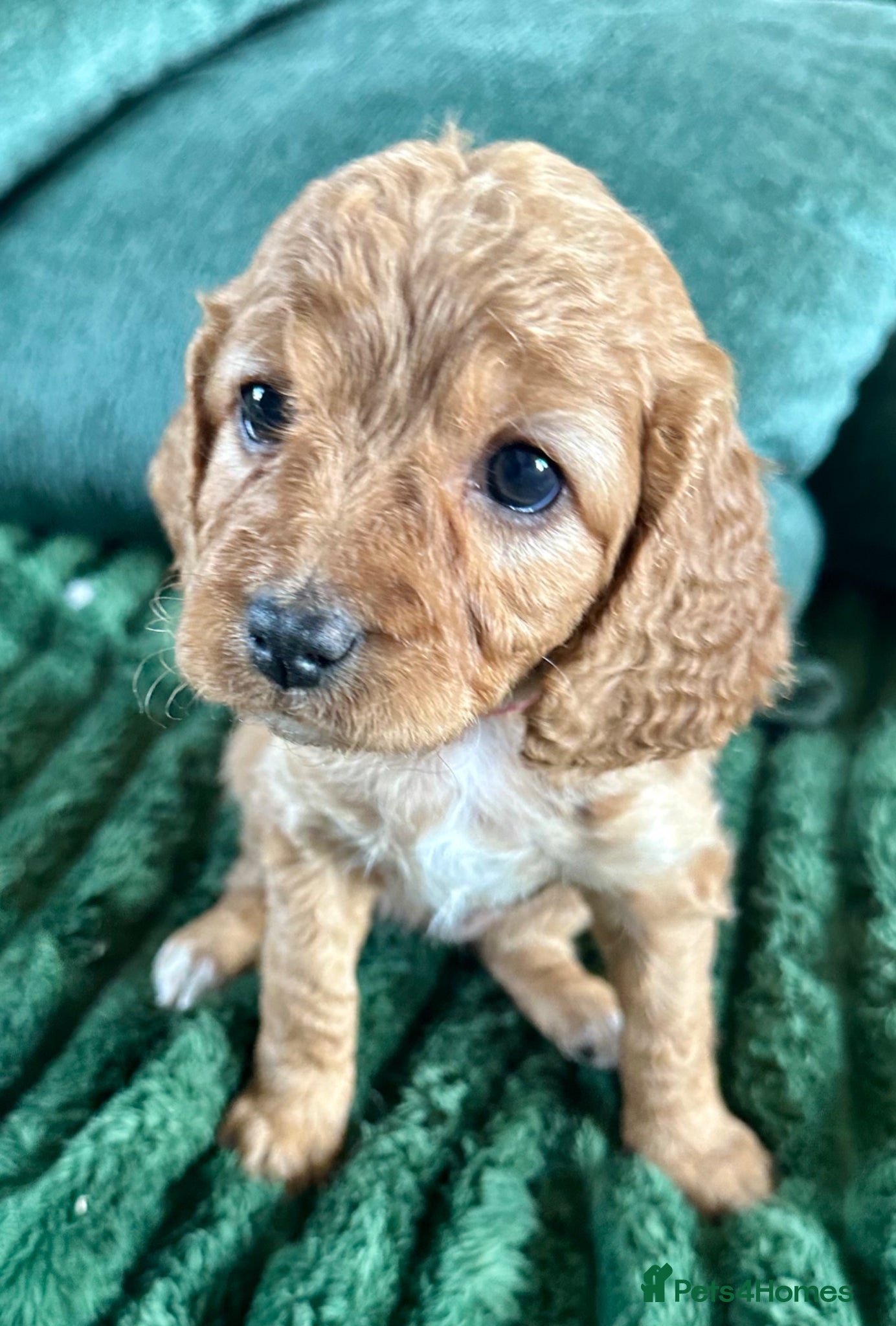 Cavapoochon dogs 🌟 Pick of the Litter Red Cavapoochon Girl - Advert 1