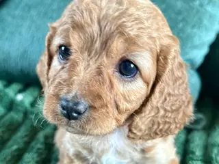 Cavapoochon dogs 🌟 Pick of the Litter Red Cavapoochon Girl - Advert 2