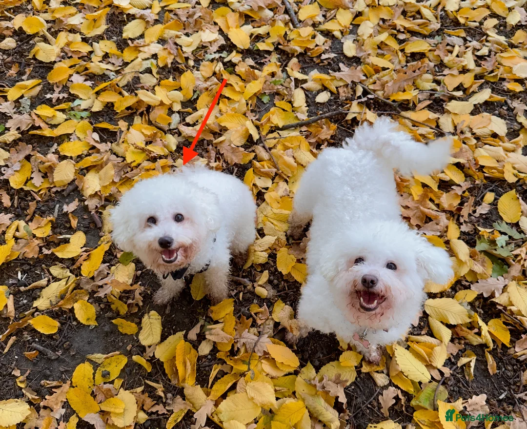 Bichon Frise dogs for stud: NOT FOR SALE: Bichon Frise For Stud Central London in London - Advert 1