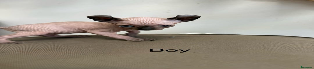 Sphynx Kitten 4