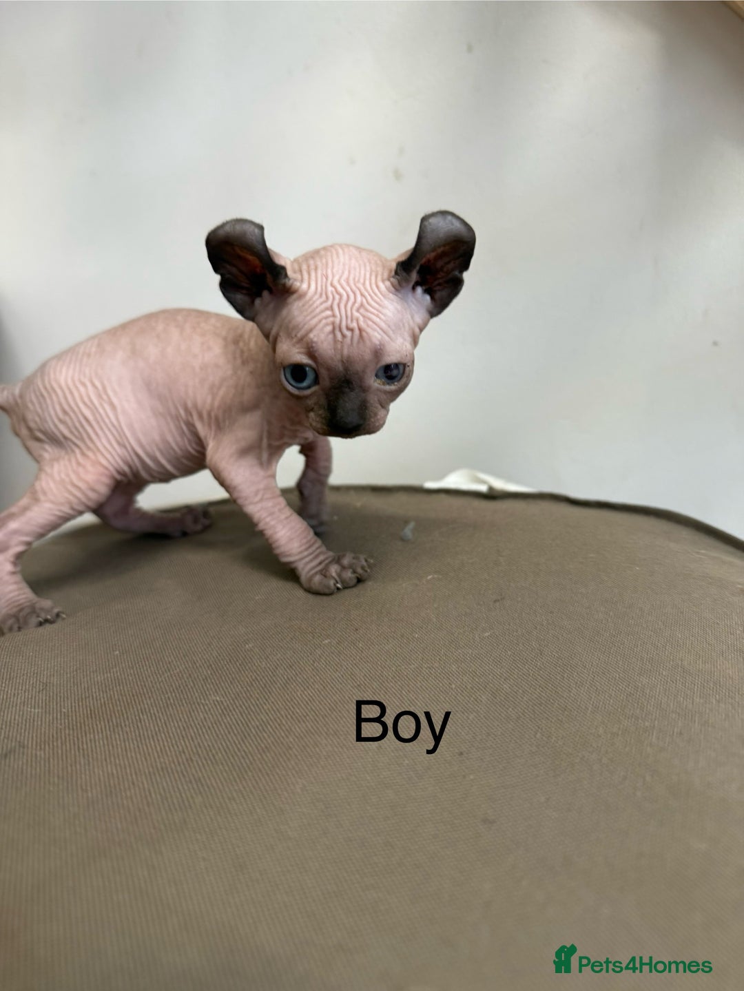 Sphynx cats for sale: Sphynx Kittens – Ready for Their Forever home soon - Image 4