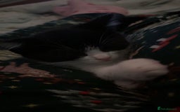 Domestic Shorthair cats for sale: 2 beautiful kittens for sale.  - Image 5