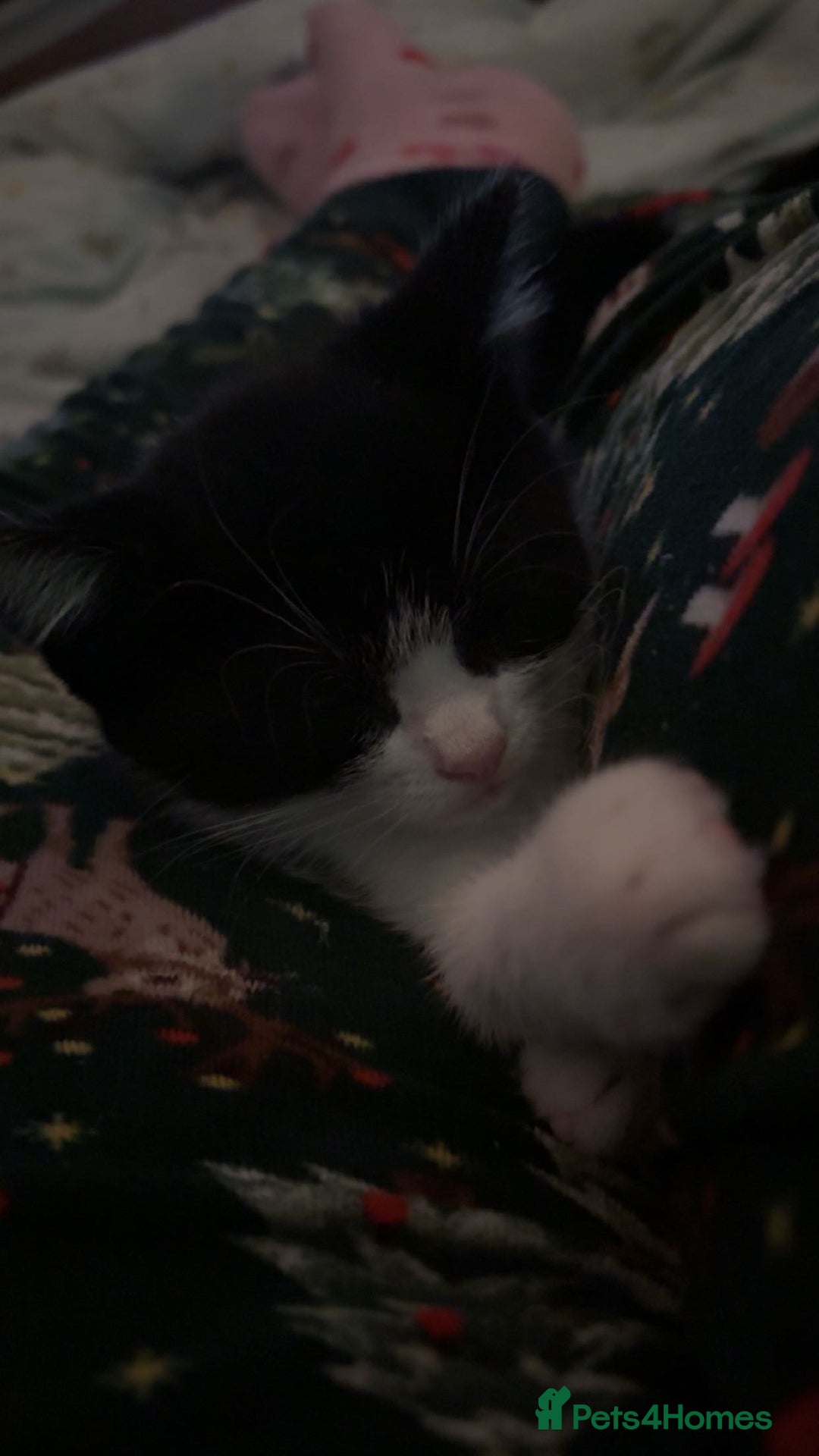Domestic Shorthair cats for sale: 2 beautiful kittens for sale.  - Image 5
