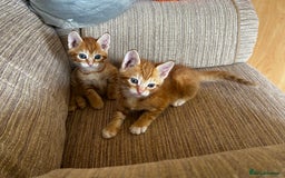 Ragdoll cats for sale: Ragdoll mixed tabby Ginger kittens - Image 3