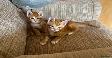 Ragdoll cats - Advert 7