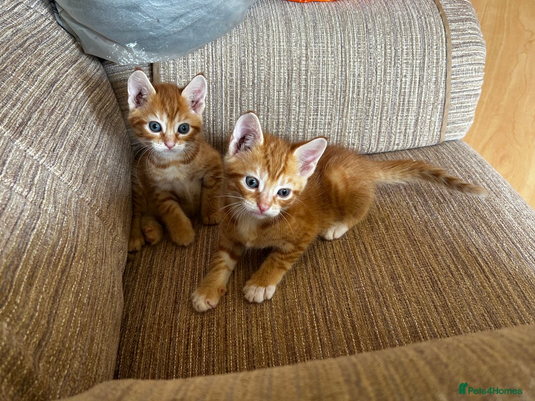 Ragdoll cats for sale: Ragdoll mixed tabby Ginger kittens - Image 3