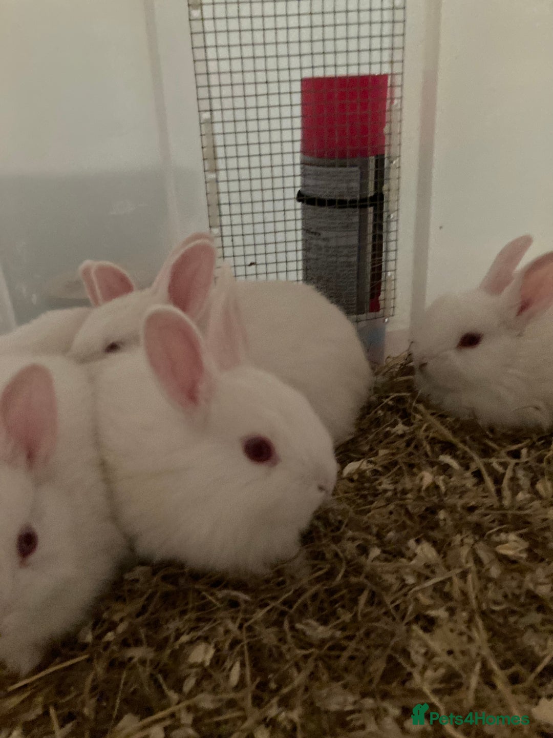 New Zealand rabbits for sale: Baby New Zealand bunnies for sale in hull - Image 5
