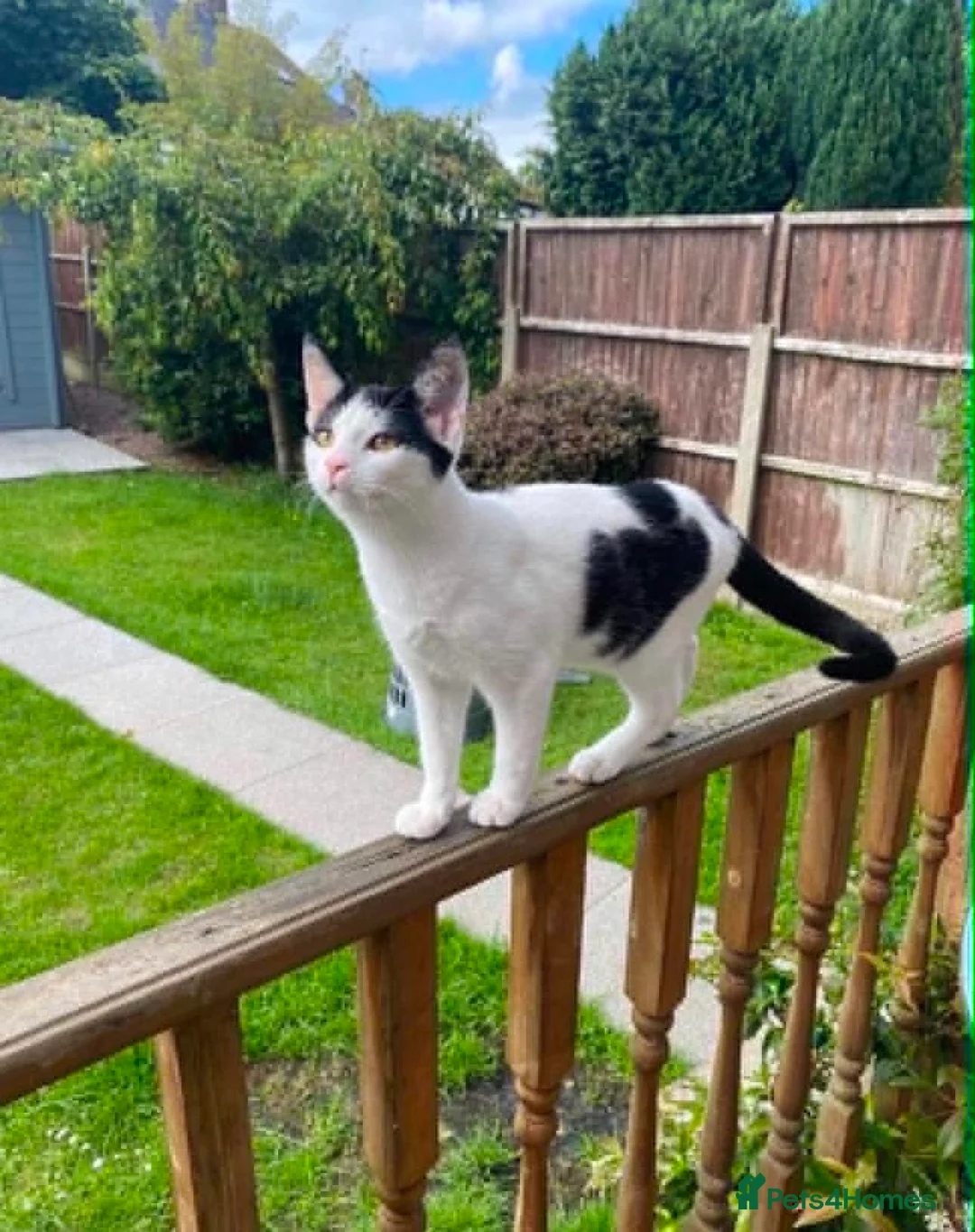 Domestic Shorthair cats for sale: FREE to the best home  in Prescot - Advert 2