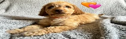 Cockapoo dogs for sale: 🐾 Stunning Litter of 8 Cockapoo Puppies! 🐾 - Advert 11