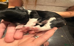 Mixed Breed dogs for sale: Stunning Merle chihuahua 2 girls ready 22nd dec - Advert 12