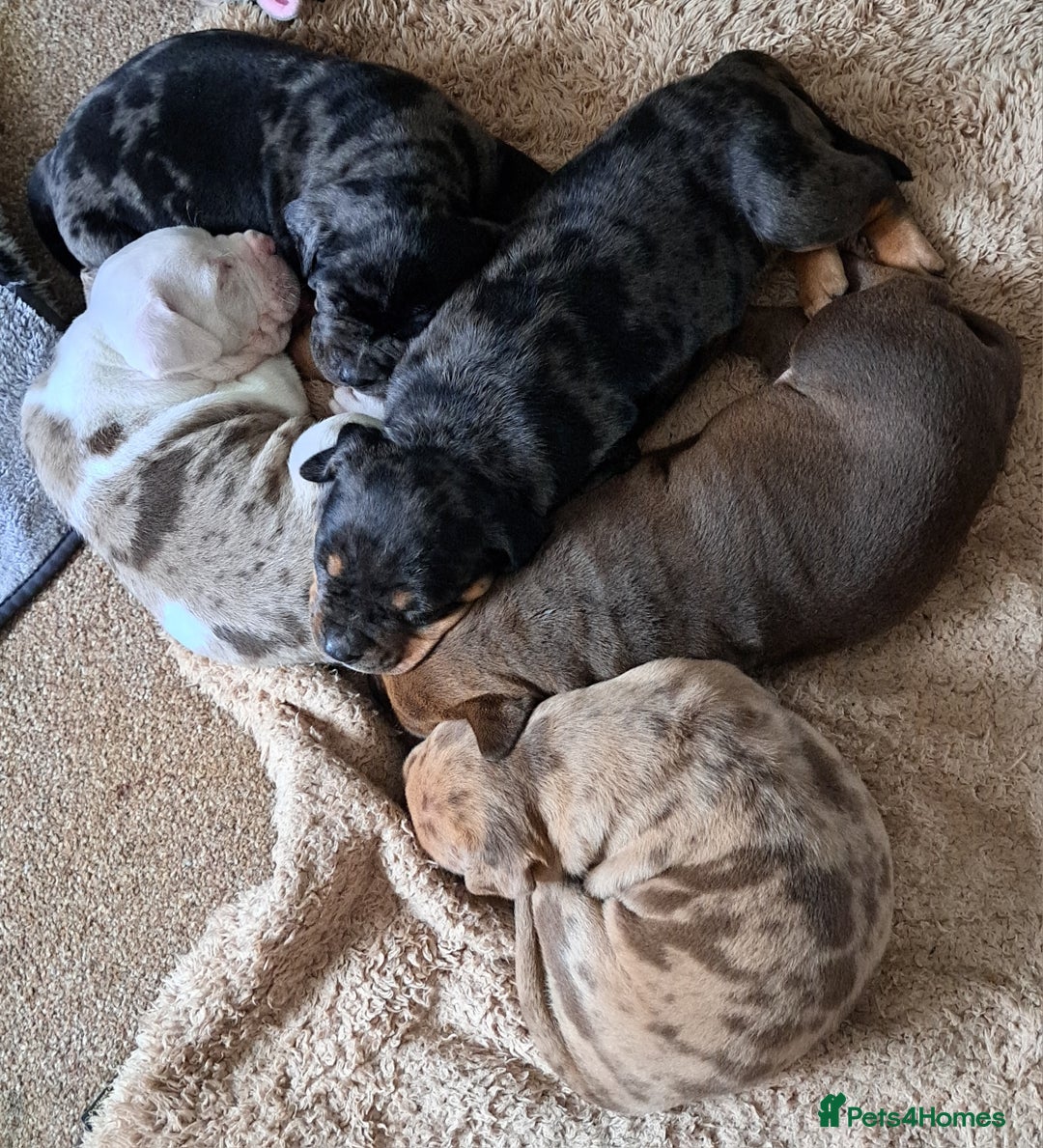 American Bulldog dogs for sale: Chunky American Bulldog Pups - Image 1