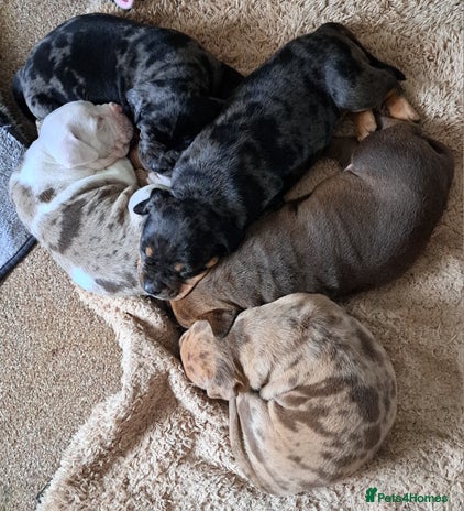 American Bulldog dogs - Advert 1