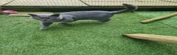 British Shorthair cats for sale: British Blue Shorthair – Active Proven Stud Boy 💙 - Advert 5