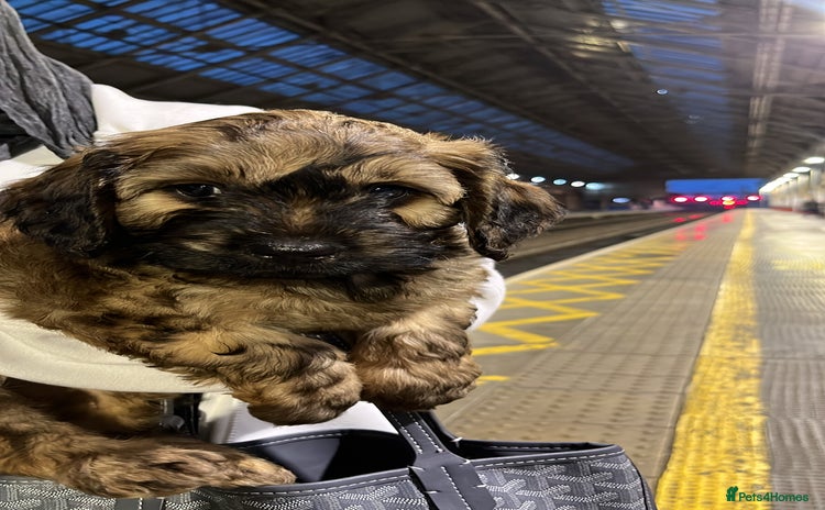 Mixed Breed dogs - Advert 1