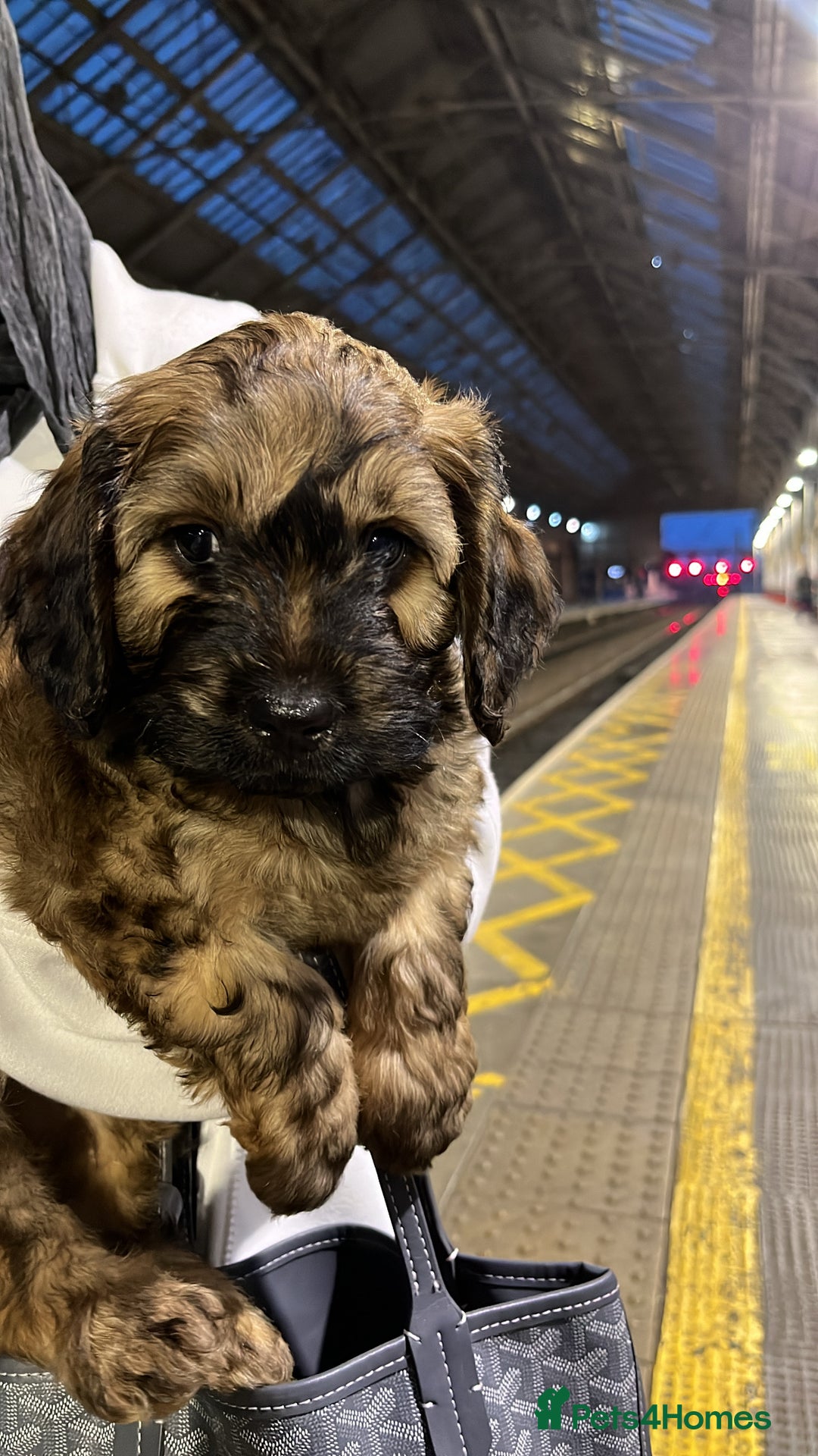 Mixed Breed dogs for sale: brownie  - Image 1