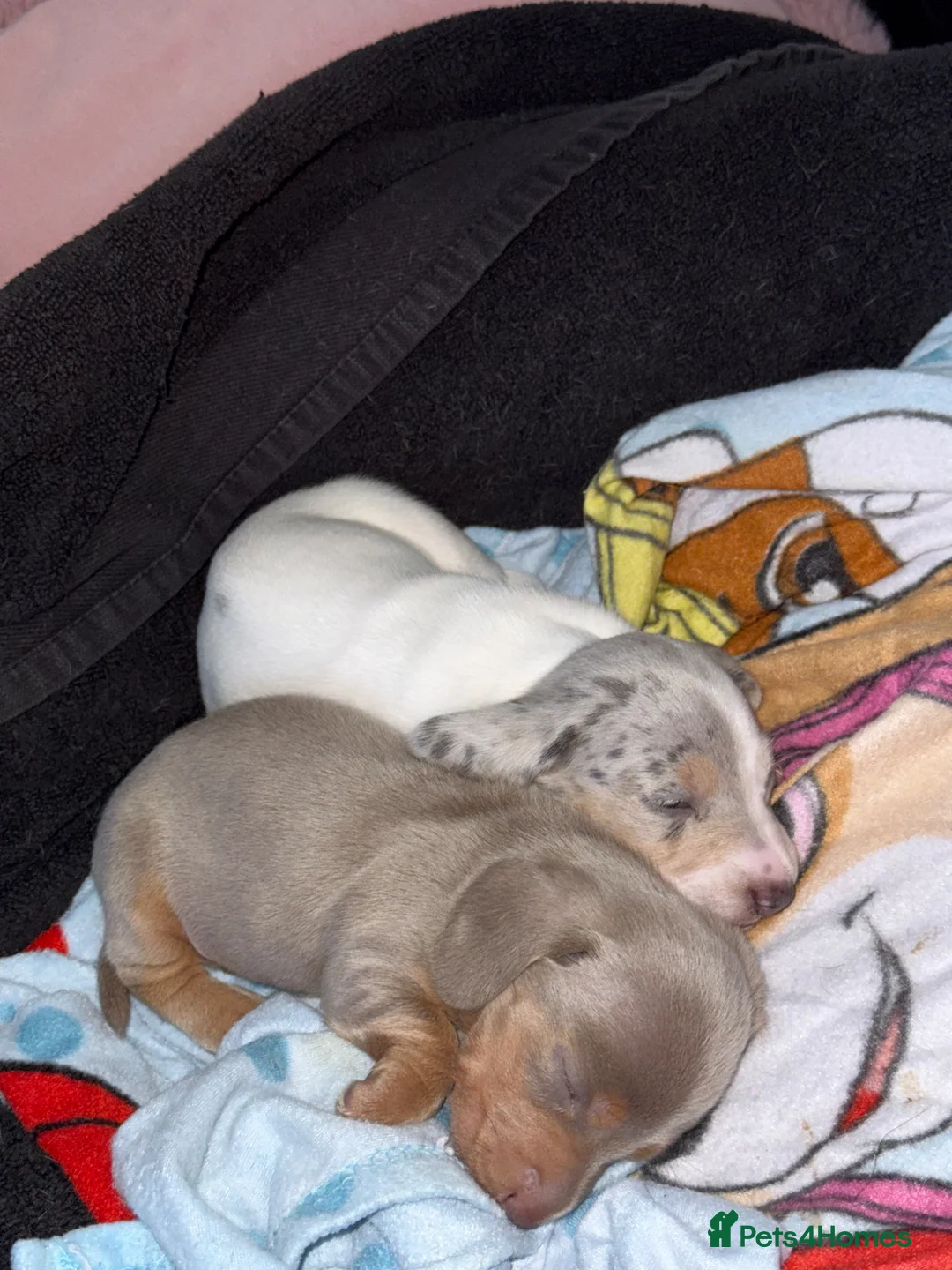 Miniature Dachshund dogs for sale: Miniature Dachshund Pups - Advert 1