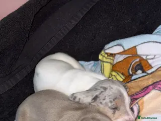 Miniature Dachshund dogs Miniature Dachshund Pups - Advert 7