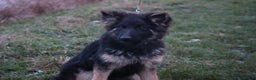 German Shepherd dogs for sale: Lovely gsd female top pick - Advert 5