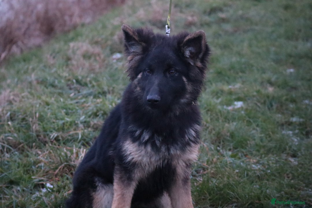 German Shepherd dogs for sale: Lovely gsd female top pick - Advert 5