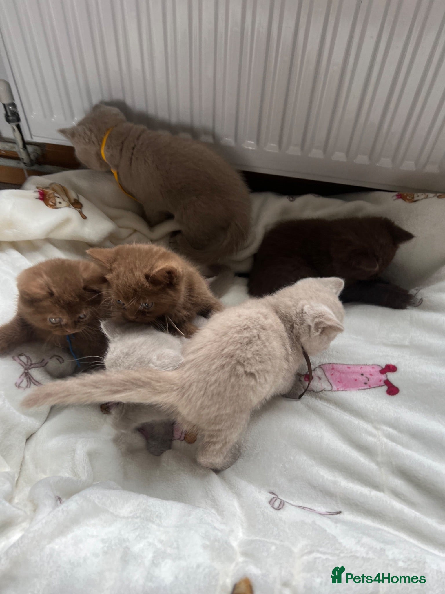 British Shorthair cats British Shorthair Kittens  - Advert 1