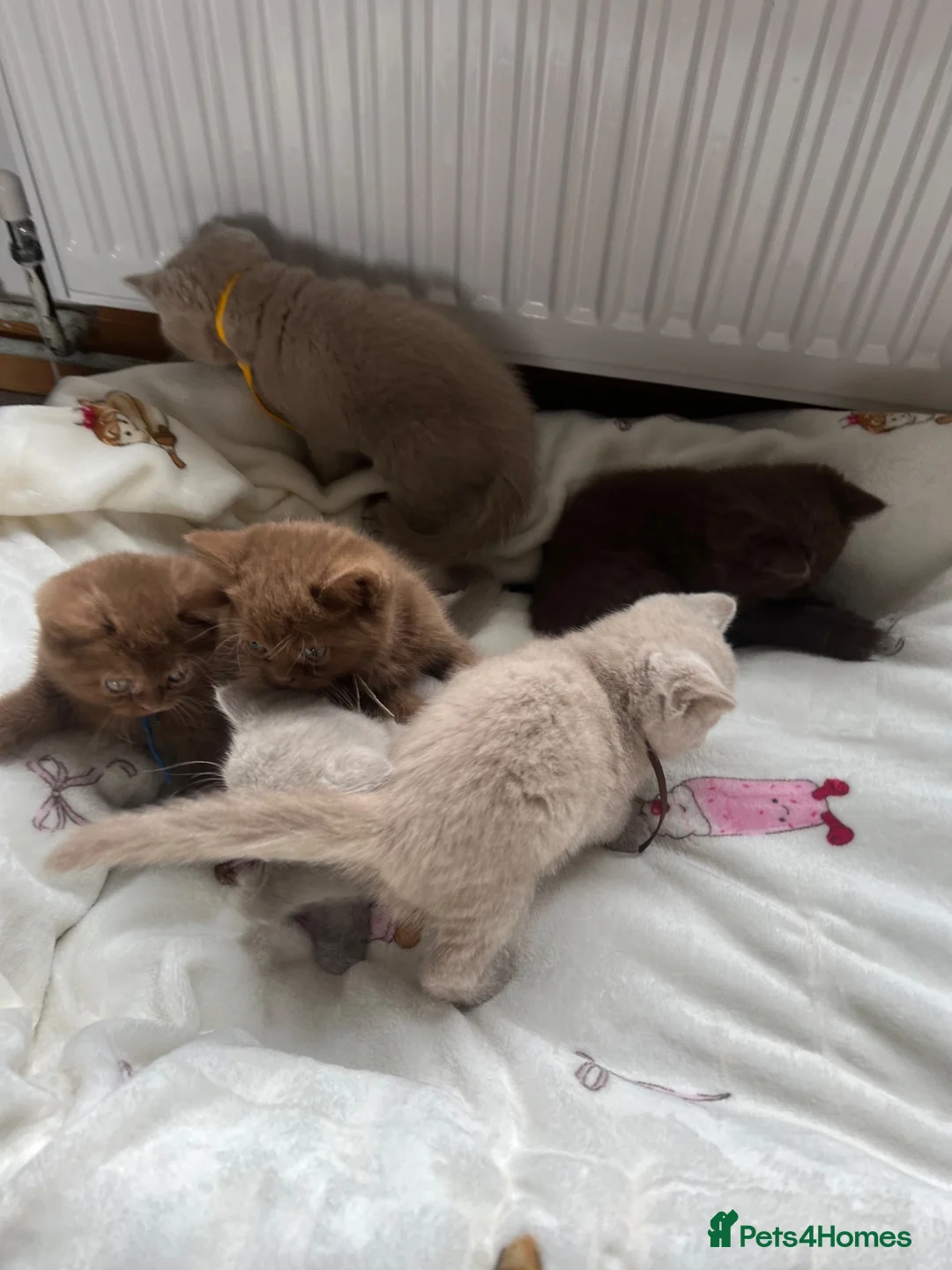 British Shorthair cats for sale: British Shorthair Kittens  - Advert 1