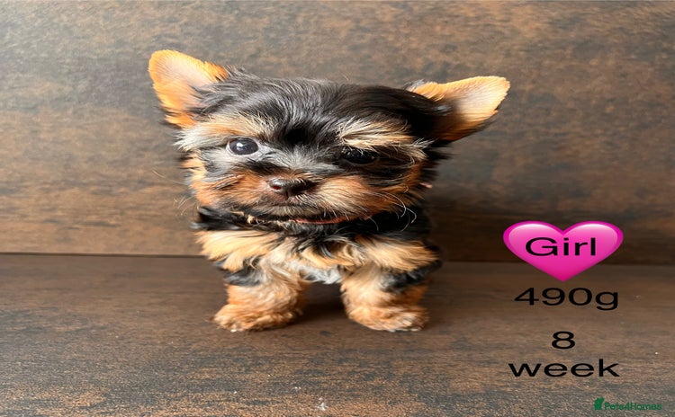 Yorkshire Terrier dogs - Advert 10
