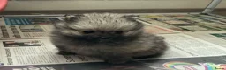 German Spitz dogs for sale: Two Registered Klein Bitch Puppies in Shrewsbury - Advert 5