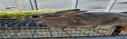 Mixed Breed rabbits for sale: Two boy rabbits  mini lop cross Netherland dwaft  in Cheltenham - Advert 6