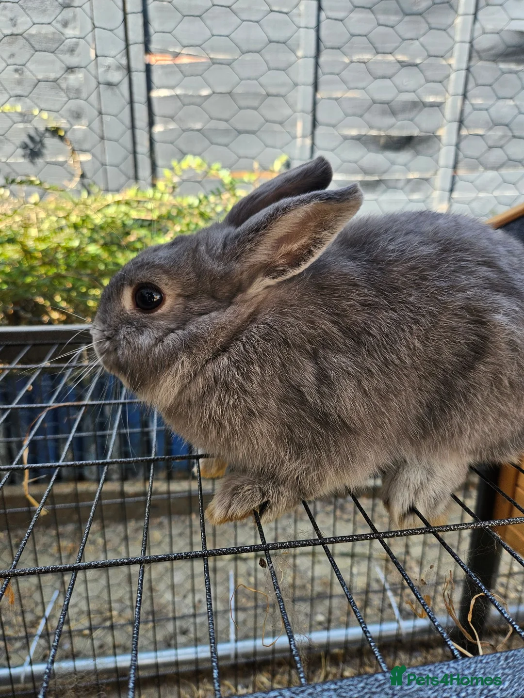 Mixed Breed rabbits for sale: One boy rabbit mini lop cross Netherland dwaft  - Advert 7