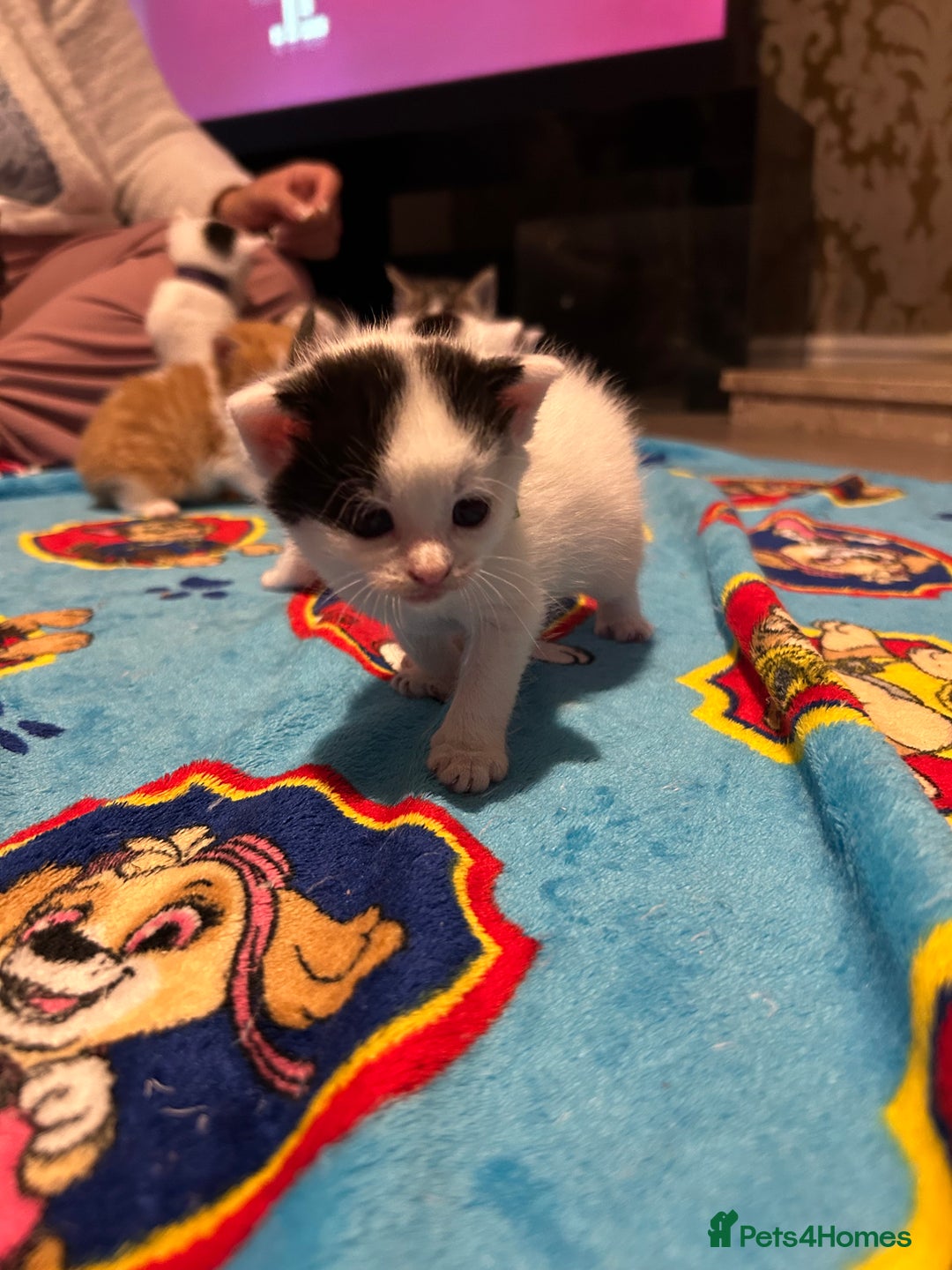 Mixed Breed cats for sale: 11 beautiful kittens  - Image 20