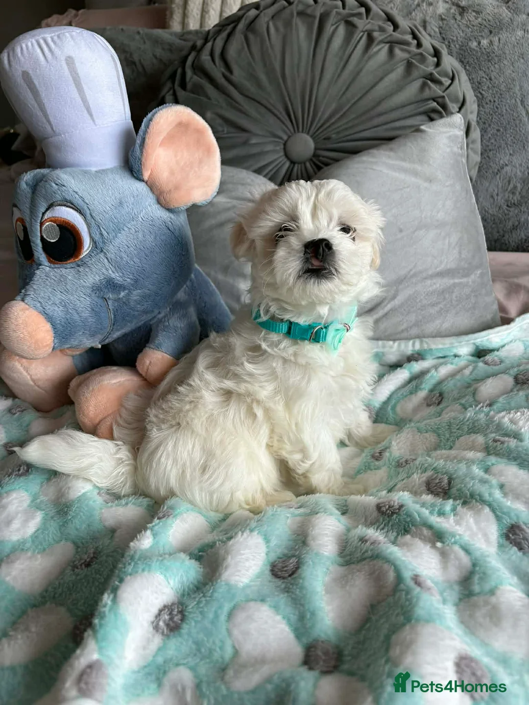 Maltese dogs for sale: Gorgeous tiny Korean Maltese puppies 🐶  - Advert 22