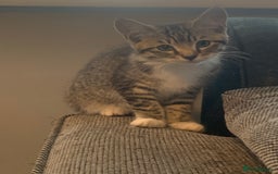 Mixed Breed cats for sale: Beautiful kittens  - Image 10