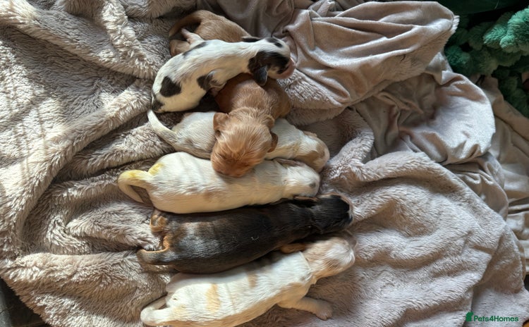 Cocker Spaniel dogs Exceptional litter of Show Type Cocker Spaniels - Advert 4