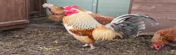 Chickens poultry for sale: 6x Chicken Hatching eggs  in Uttoxeter - Advert 4