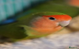 Lovebirds birds for sale: Two love birds  - Image 2