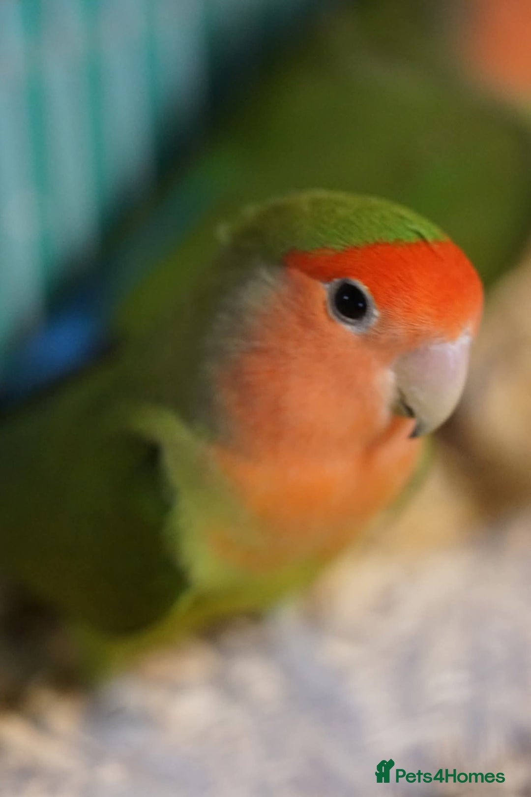 Lovebirds birds for sale: Two love birds  - Image 2