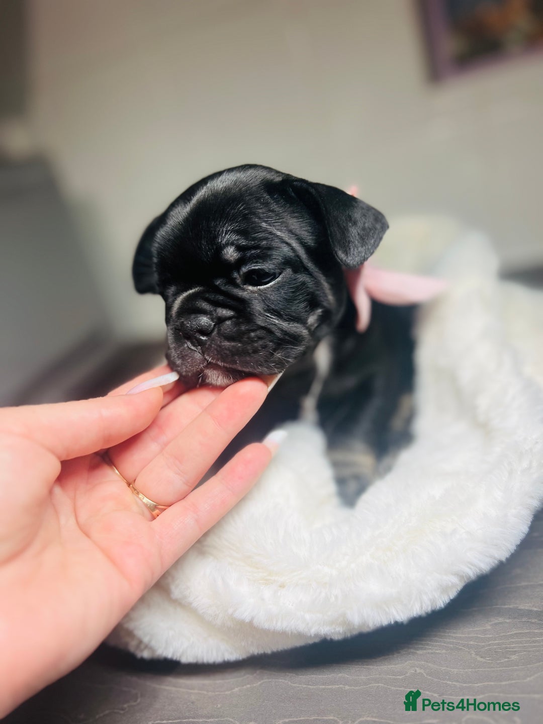 French Bulldog dogs for sale: Lilac French Buldog - Image 10