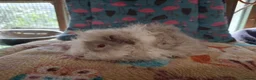 Guinea Pig rodents for sale: Baby Boars In Different Breeds  - Advert 11