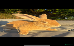Continental Giant rabbits for sale: ONE female left!! B - Image 6
