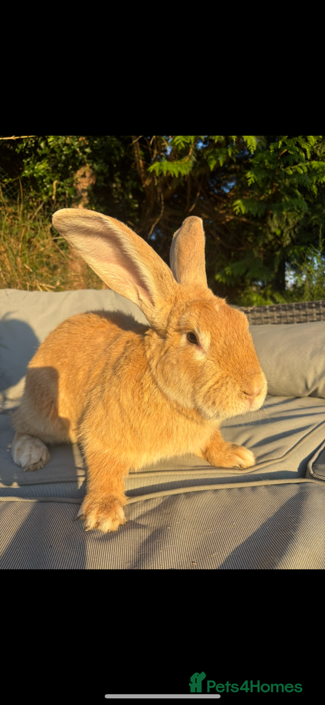 Continental Giant rabbits for sale: ONE female left!! B - Image 6