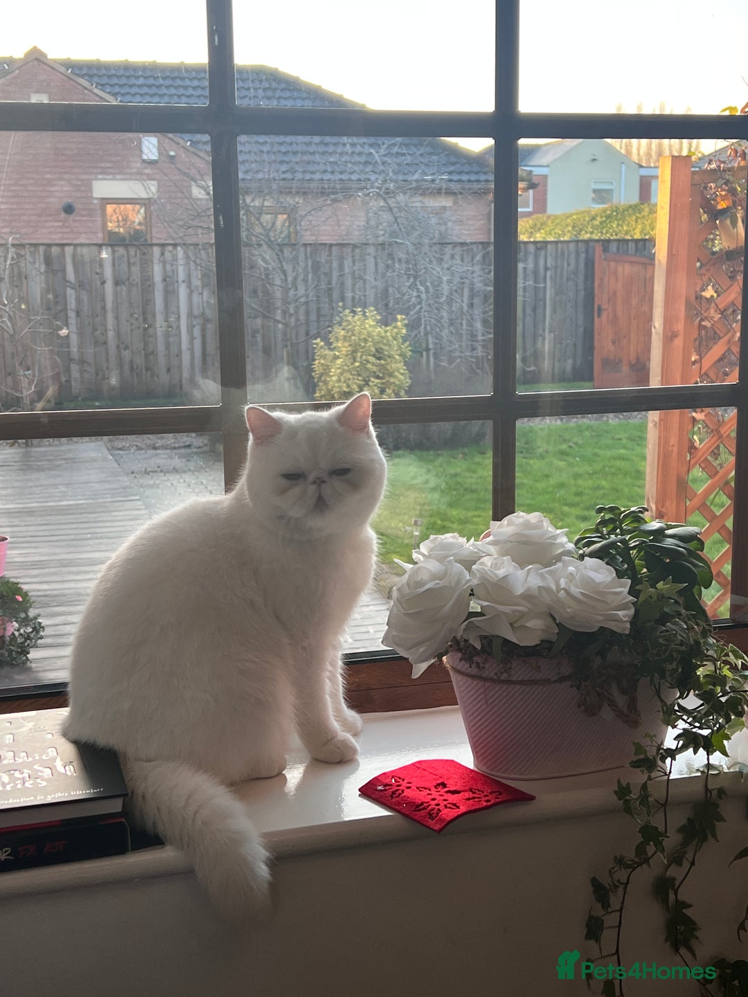 Exotic cats for sale: Shorthair Exotic for sale - Advert 2