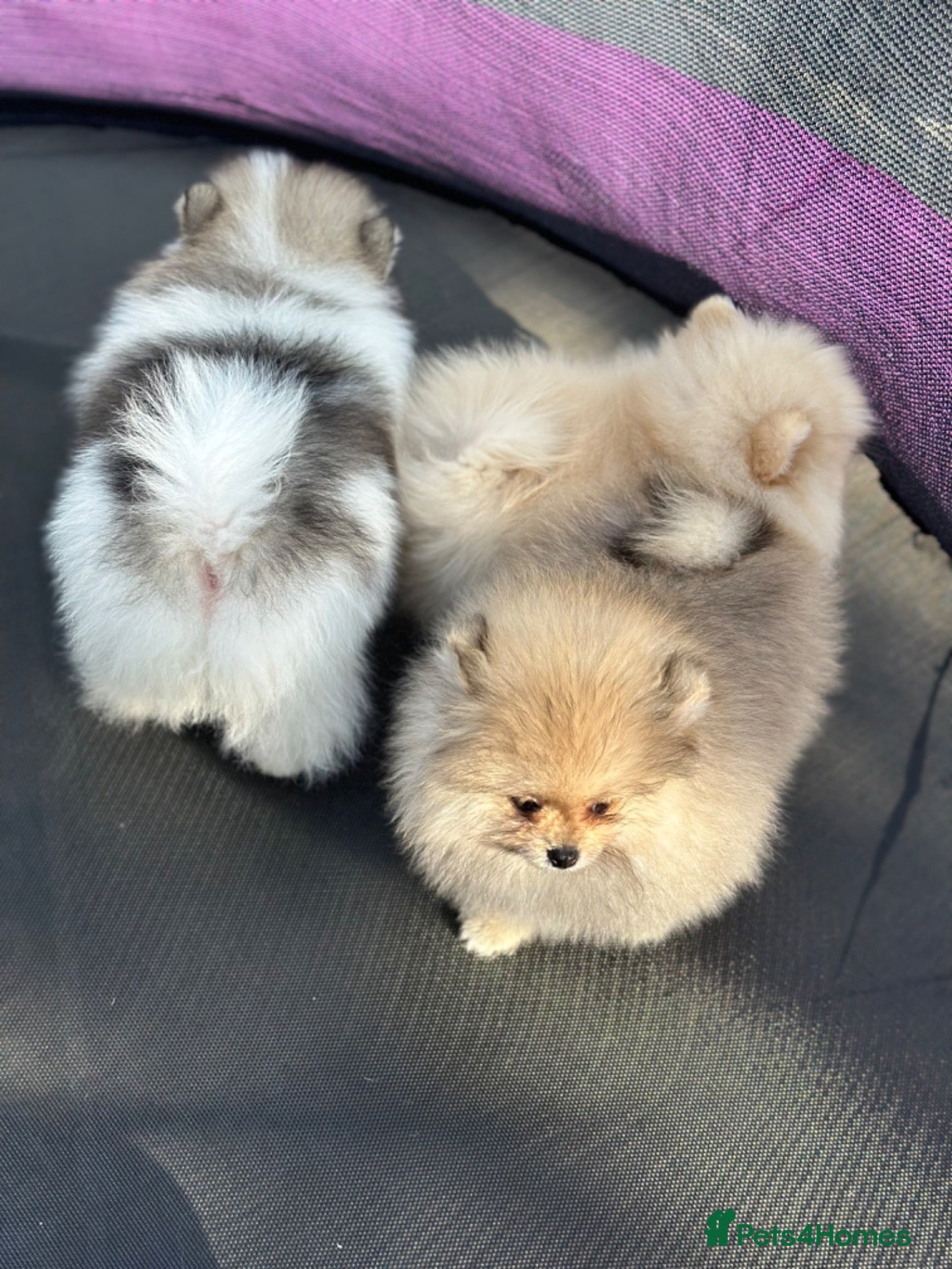Pomeranian dogs Double coated true to type Pomeranians  - Advert 2