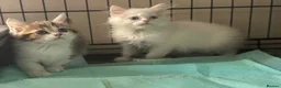 Munchkin cats for sale: Full Pedigree Munchkin Kittens - Advert 5