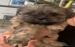 Shih Tzu dogs for sale: Shih tzu  - Image 14