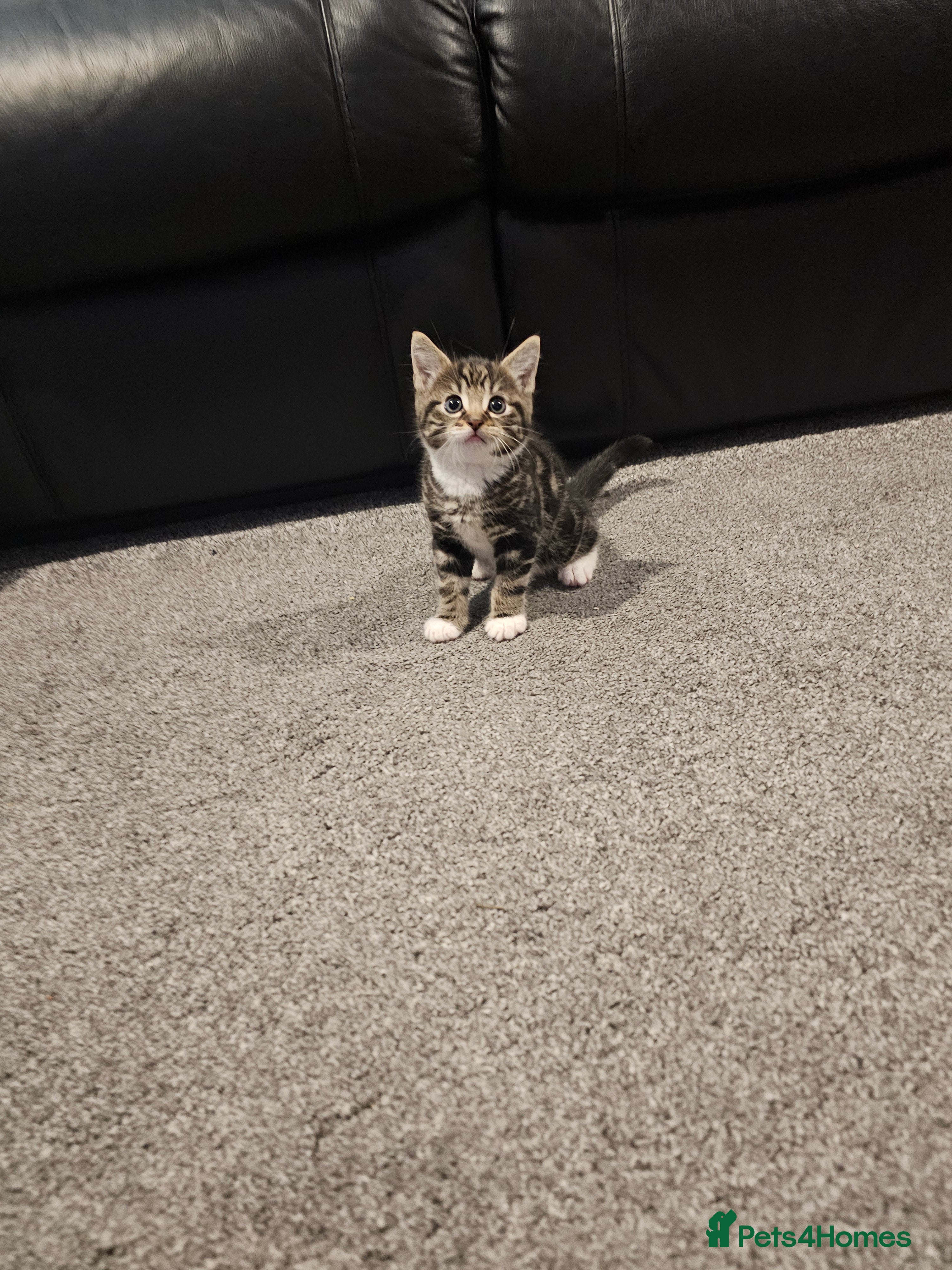 Mixed Breed cats **MALE** tabby kitten  - Advert 1