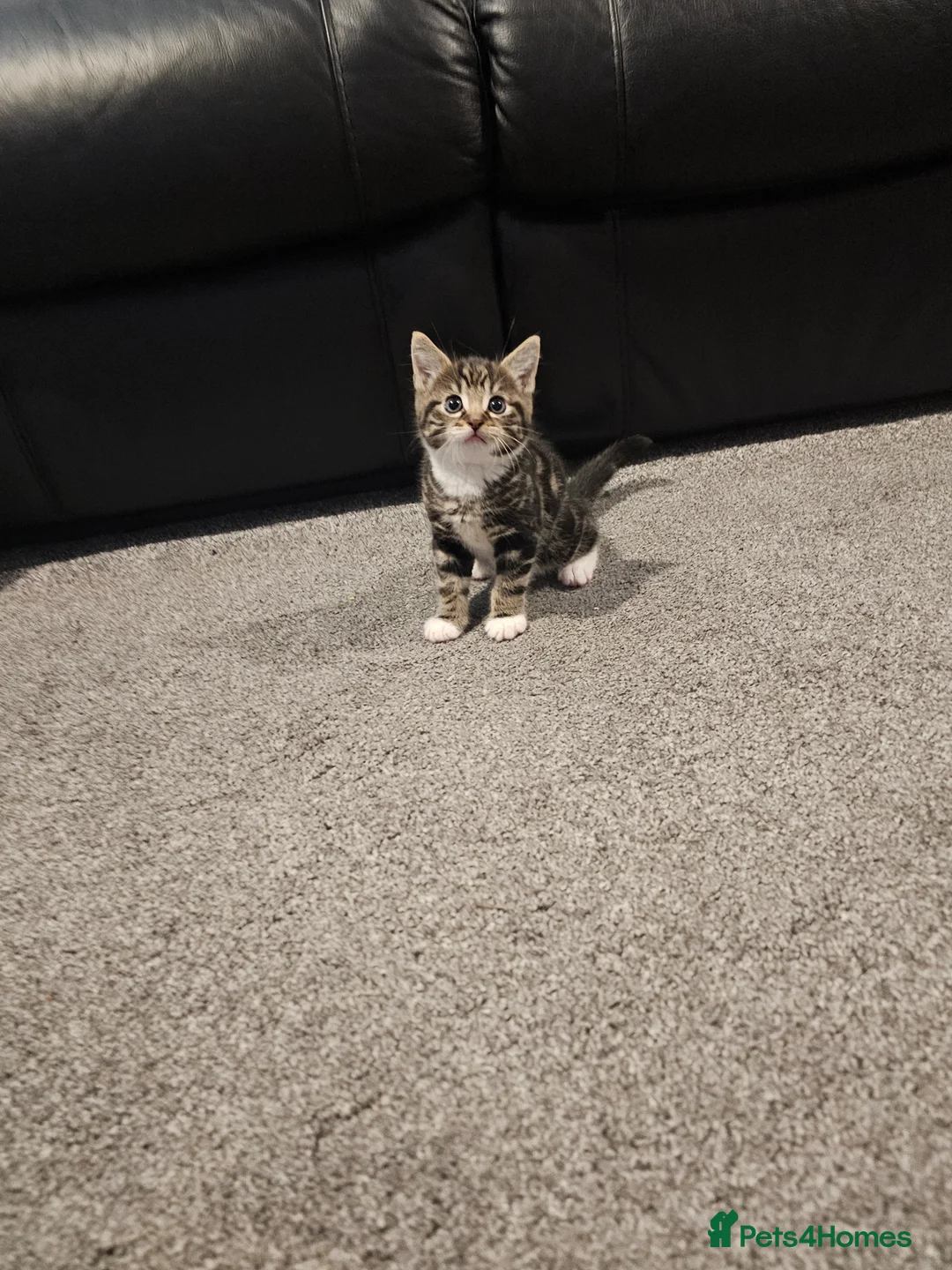 Mixed Breed cats for sale: Female tabby kitten  - Advert 10